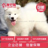 有它网 宠物狗狗萨摩耶犬幼犬中大型雪橇犬出售活体纯种健康黑