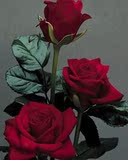 香水玫瑰 卡罗拉 切花月季苗 盆栽花卉