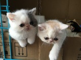 (16.5.22照)家养纯种加菲猫异国短毛猫幼猫蓝白梵文DD（已订）