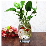 脖子水培玻璃花瓶花盆水培植物绿萝花瓶水养植物透明玻璃花瓶包邮
