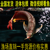 红龙鱼观赏鱼活体金龙鱼 /龙鱼鱼苗 红龙批发/超血红龙 辣椒红龙