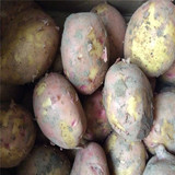 2016年刚挖的 新鲜土豆 红皮黄心土豆 非转基因土豆 36元8斤