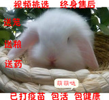 自家繁殖迷你纯种垂耳兔宝宝 兔子活体宠物兔荷兰兔猫猫兔邮包邮