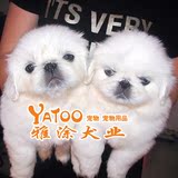 健康活泼的北京犬京巴狗-活体宠物狗狗幼犬有视频无中介公纯白色