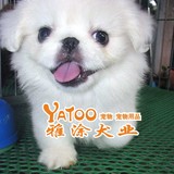 纯种纯白色京巴京八活体宠物小狗狗幼犬公的可视频北京犬十年老店