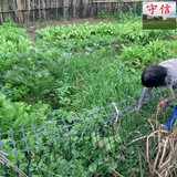 新鲜青菜 新鲜蔬菜 多种时令农家有机蔬菜 深圳广州东莞托运配送