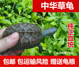 中华草龟活体 观赏宠物龟 金线龟 大小乌龟活体 特价包邮