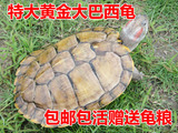 特大黄金巴西彩龟 乌龟活体 红耳宠物观赏龟  商品龟特价包邮