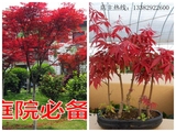 日本红枫树苗美国红枫苗 红枫小苗 苗木庭院花卉植物盆栽四季种植