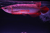 印尼超血红龙观赏鱼辣椒赤血红龙活体翘头小红龙金龙鱼活体热带鱼