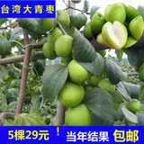 台湾大青枣果绿植树苗南方蜜丝枣果树嫁接苗大量批发带土发货包邮