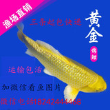纯种日本 黄金 活体锦鲤鱼苗 观赏鱼 冷水鱼 锦鲤鱼 3条起包邮