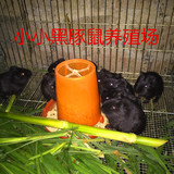 广西 黑豚鼠种苗 荷兰猪种苗 黑豚鼠活体 包活（一公三母）批发价