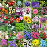 四季花卉鲜花种子 正规包装春播室内阳台盆栽易活花卉种子