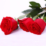 进口香水红玫瑰花苗四季盆栽绿植花卉阳台室内庭院种植可食用大花