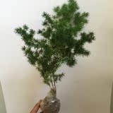 包邮室内植物花卉蓬莱松盆栽蓬莱松盆景批发蓬莱松包邮四季常青