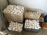 扬州白鹅种蛋受精蛋可孵化用新鲜大种鹅蛋去胎毒专供孵化场受精卵