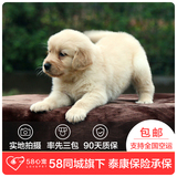 【58心宠】纯种金毛双血统幼犬出售 宠物狗狗活体 成都包邮