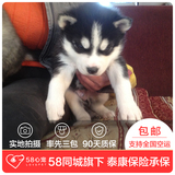 【58心宠】纯种哈士奇宠物级幼犬出售 宠物狗狗活体 同城包邮