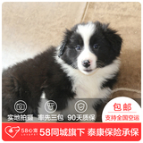 【58心宠】纯种边境牧羊犬宠物级幼犬出售 宠物狗狗活体 深圳包邮