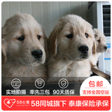 【58心宠】纯种金毛宠物级幼犬出售 宠物狗狗活体 武汉包邮