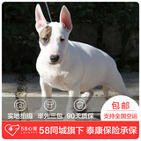 【58心宠】纯种牛头梗宠物级幼犬出售 宠物狗狗活体 广州包邮