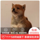 【58心宠】纯种柴犬单血统幼犬出售 宠物狗狗活体 武汉包邮