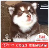 【58心宠】纯种阿拉斯加双血统幼犬出售 宠物狗狗活体 广州包邮