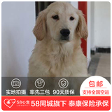 【58心宠】纯种金毛双血统幼犬出售 宠物狗狗活体 广州包邮