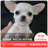 【58心宠】纯种吉娃娃宠物级幼犬出售 宠物狗狗活体 深圳包邮
