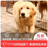 【58心宠】纯种金毛双血统幼犬出售 宠物狗狗活体 同城包邮