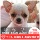 【58心宠】纯种吉娃娃宠物级幼犬出售 宠物狗狗活体 同城包邮