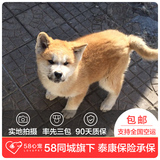 【58心宠】纯种秋田犬单血统幼犬出售 宠物狗狗活体 成都包邮