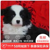 【58心宠】纯种边境牧羊犬宠物级幼犬出售 宠物狗狗活体 同城包邮