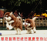 纯种红色阿拉斯加雪橇犬幼犬/巨型阿拉斯加幼犬/大型宠物狗有公母