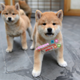 上海易宠出售宠物狗家养中型犬纯种日本柴犬幼犬活体支持淘宝交易