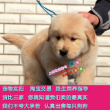 宠物狗家养导盲犬大型黄金寻回猎犬健康纯种美系金毛幼犬出售001