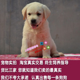 宠物狗活体拉布拉多幼犬纯种狗狗导盲犬家养黄色奶白色伴侣犬上海