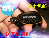 观赏宠物 美国珍珠鳖 活体乌龟 乌龟 小鳖苗 水族宠物 热带鱼包邮