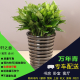 万年青盆栽 中大型绿植室内客厅植物 耐摆绿植办公家用首选万年青