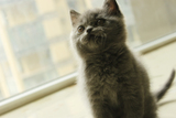 蓝猫 英短 纯种 宠物猫 英国短毛猫 蓝猫 妹妹一只 活体 带血统