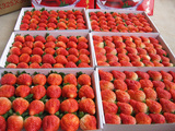 鲜果林新鲜空运甜草莓有机红颜奶油草莓芳香草莓4盒装全国包邮