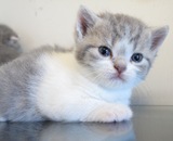 英国短毛猫 英短蓝白色 纯种猫咪活体幼猫 公猫DD 有视频 狗时代