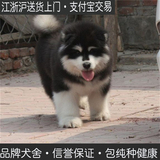 上海阿拉斯加雪橇犬阿拉斯加纯种幼犬巨型阿拉斯加幼犬可上门挑选