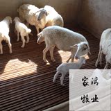 家湾牧业 羊笆羊漏粪板床养殖设备 竹羊床路粪板 养鸡场漏粪华兴