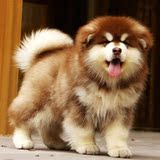 企业店出售赛级阿拉斯加犬纯种幼犬出售犬阿拉斯加雪橇犬红色001