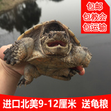 2016乌龟活体5-12CM北美头苗小鳄龟苗鳄鱼龟纯佛宠物龟鳄龟包邮