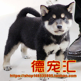 最新 日本柴犬 铁包金日系小柴犬 纯种柴犬幼犬出售宠物狗 特惠