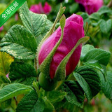 批发平阴一号食用玫瑰花苗 大马士革玫瑰可室内外种植盆栽
