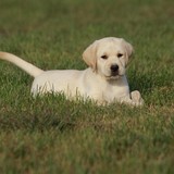 赛级双血统拉布拉多犬纯种幼犬出售白黑棕色寻回猎犬活体宠物狗狗